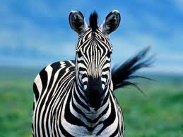 Big Quiet Zebra